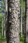 Longleaf pine